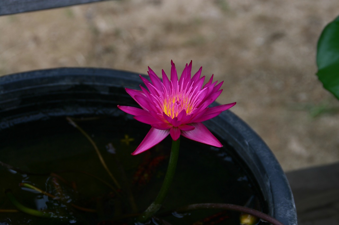 华严花之谜，探寻佛教圣花的奥秘与深意